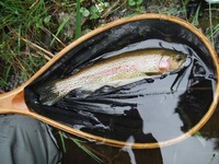 秩父フライフィールド 釣果