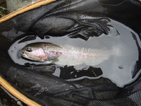 秩父フライフィールド 釣果