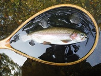 秩父フライフィールド 釣果