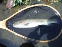 秩父フライフィールド 釣果