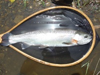 秩父フライフィールド 釣果