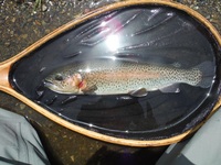 秩父フライフィールド 釣果