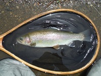 秩父フライフィールド 釣果