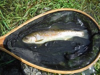 秩父フライフィールド 釣果