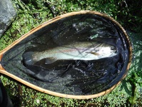 秩父フライフィールド 釣果