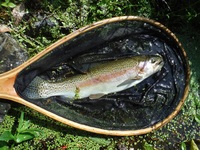 秩父フライフィールド 釣果