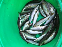 秩父フライフィールド 釣果