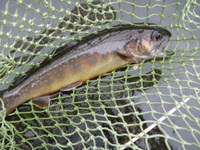 秩父フライフィールド 釣果