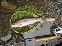 秩父フライフィールド 釣果