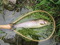 秩父フライフィールド 釣果