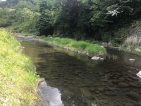 秩父フライフィールド 釣果