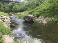 秩父フライフィールド 釣果