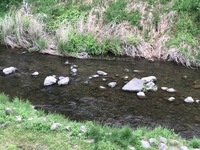 秩父フライフィールド 釣果