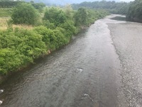 秩父フライフィールド 釣果