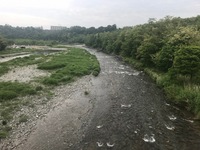 秩父フライフィールド 釣果