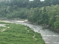 秩父フライフィールド 釣果