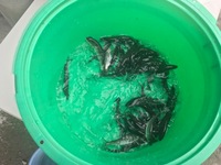 秩父フライフィールド 釣果