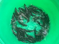 秩父フライフィールド 釣果