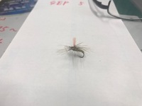 秩父フライフィールド 釣果