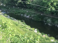 秩父フライフィールド 釣果