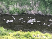 秩父フライフィールド 釣果