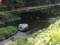 秩父フライフィールド 釣果