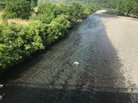 秩父フライフィールド 釣果