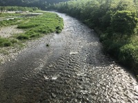 秩父フライフィールド 釣果