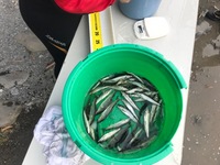 秩父フライフィールド 釣果