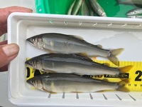 秩父フライフィールド 釣果