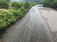 秩父フライフィールド 釣果