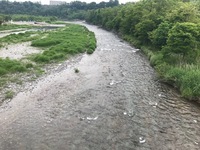 秩父フライフィールド 釣果