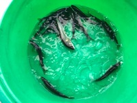 秩父フライフィールド 釣果