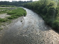 秩父フライフィールド 釣果
