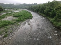 秩父フライフィールド 釣果