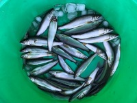 秩父フライフィールド 釣果