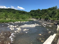 秩父フライフィールド 釣果