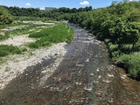 秩父フライフィールド 釣果