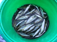 秩父フライフィールド 釣果