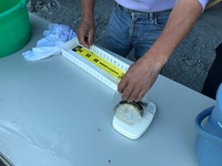 秩父フライフィールド 釣果