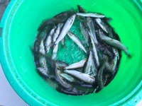 秩父フライフィールド 釣果