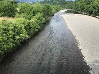 秩父フライフィールド 釣果