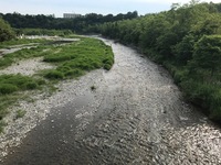 秩父フライフィールド 釣果