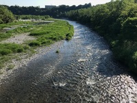 秩父フライフィールド 釣果