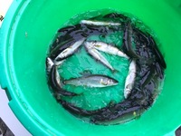 秩父フライフィールド 釣果