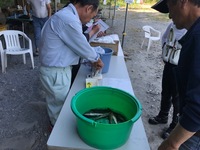 秩父フライフィールド 釣果