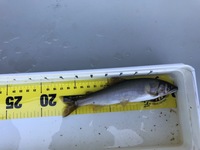 秩父フライフィールド 釣果