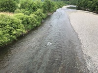 秩父フライフィールド 釣果