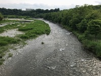 秩父フライフィールド 釣果