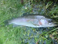 秩父フライフィールド 釣果